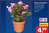 Aktuelles Weihnachtskaktus Angebot bei Netto Marken-Discount in Freiburg (Breisgau) ab 4,99 €