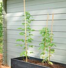 Lot de 7 tuteurs en bambou 0.90 m en promo chez Super U Poitiers à 1,99 €