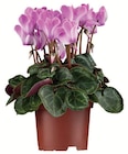 OUTDOORCYCLAMEN im Angebot bei Wreesmann in Stade OUTDOORCYCLAMEN Angebote bei Wreesmann Stade für 1,99 €