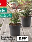 Himmelsbambus (Nandina domestica) Angebot in Mittelstrimmig Himmelsbambus (Nandina domestica) im aktuellen Prospekt bei Lidl in Mittelstrimmig