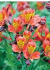 Alstroemeria en promo chez Super U Valence à 11,99 €