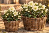 Christrose im Angebot bei Netto Marken-Discount in Delmenhorst Christrose Angebote bei Netto Marken-Discount Delmenhorst für 9,99 €