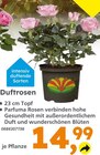 Aktuelle Pflanzen Angebote bei Globus-Baumarkt in Koblenz Aktuelles Duftrosen Angebot bei Globus-Baumarkt in Koblenz ab 14,99 €
