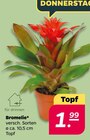 Bromelie im Angebot bei Netto mit dem Scottie in Cottbus Bromelie Angebote bei Netto mit dem Scottie Cottbus für 1,99 €