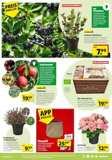 Hortensie im Hagebaumarkt Prospekt "VERSCHÖNERE MIT UNS DEINEN GARTEN" mit 16 Seiten (Oberhausen)