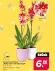 Cambria Orchidee „Nelly Isler“ mit Übertopf bei Netto mit dem Scottie im Ahrensburg Prospekt für 6,66 €