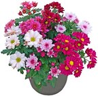 Chrysantheme im Angebot bei REWE in Siegburg Chrysantheme Angebote von REWE Beste Wahl bei REWE Siegburg für 2,99 €