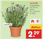 Lavendel Angustifolia Angebote bei Netto Marken-Discount Bremen für 2,29 €