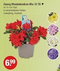 Zwerg Rhododendron Mix 15 TB im aktuellen V-Markt Prospekt für 6,99 €