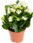 Promo Kalanchoé Calandiva à fleurs double à 2,99 € dans le catalogue Botanic à Suresnes