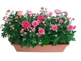 Jardinière de chrysanthèmes en promo chez Carrefour Créteil à 8,99 €