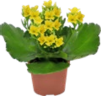 Aktuelles Blühpflanze Angebot bei Kaufland in Bremen ab 1,19 €