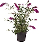 Sommerflieder Angebote von Gartenkrone bei Hagebaumarkt Stuttgart für 14,99 €