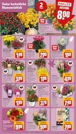 Ähnliche Fächerblume Angebote im Prospekt "Dein Markt" von REWE Ähnliches Angebot bei REWE in Prospekt "Dein Markt" gefunden auf Seite 5