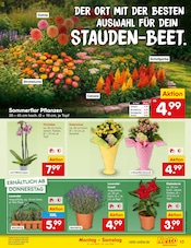 Pflanzen im Netto Marken-Discount Prospekt in Herne Aktueller Netto Marken-Discount Prospekt mit Pflanzen, "Aktuelle Angebote", Seite 17