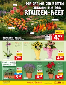 Zimmerpflanzen im aktuellen Netto Marken-Discount Prospekt (Essen) Zimmerpflanzen im Netto Marken-Discount Prospekt "Aktuelle Angebote" mit 64 Seiten (Essen)