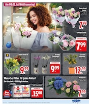 Pflanzen im EDEKA Prospekt in Passau Aktueller EDEKA Prospekt mit Pflanzen, "Wir lieben Lebensmittel.", Seite 16