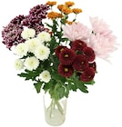 Chrysanthemen „Santini Festival“ Angebote bei Penny Friedrichshafen für 2,99 €