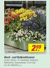 Beet- und Balkonblumen Angebote bei toom Baumarkt Altenburg für 2,99 €