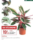 Calathea - Botanic à Argenteuil Calathea en promo chez Botanic Argenteuil à 19,99 €