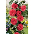 Promo Camélia à 27,99 € dans le catalogue Carrefour à Narbonne