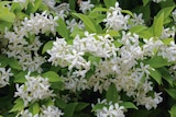 Gamm vert Avesnelles - Promo Jasmin étoilé ECLOZ Promo Jasmin étoilé ECLOZ à 13,99 € dans le catalogue Gamm vert à Avesnelles