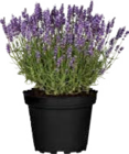Aktuelle Lavendel Angebote bei Globus-Baumarkt in Hamburg Aktuelles Duft-Lavendel (Lavandula angustifolia) Angebot bei Globus-Baumarkt in Hamburg ab 2,99 €
