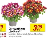 Chrysantheme „Sollinea“ im Angebot bei toom Baumarkt in Ludwigshafen Chrysantheme „Sollinea“ Angebote bei toom Baumarkt Ludwigshafen für 3,99 €