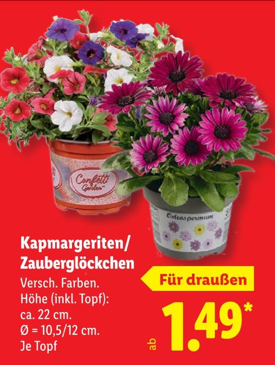 Kapmargeriten/Zauberglöckchen