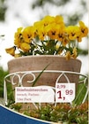 Aktuelles Stiefmütterchen Angebot bei Garten-Center Nordharz GmbH & Co. KG in Braunschweig ab 1,99 €
