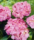 Bauern-Hortensie Angebote bei BayWa Bau- und Gartenmärkte Straubing für 12,99 €