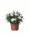 Nelken, Dianthus im Angebot bei Lidl in Pforzheim Nelken, Dianthus Angebote bei Lidl Pforzheim für 1,39 €