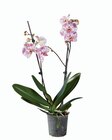 Orchidée 2 tiges - Lidl à Levallois-Perret Orchidée 2 tiges en promo chez Lidl Levallois-Perret à 7,99 €