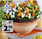 Hornveilchen âViola Trioâ im Hagebaumarkt Prospekt Hornveilchen âViola Trioâ von im aktuellen Hagebaumarkt Prospekt fĂŒr 2,79 âŹ