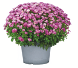 toom Baumarkt München - Chrysanthemenbusch Angebot im Prospekt Chrysanthemenbusch bei toom Baumarkt im München Prospekt für 3,99 €