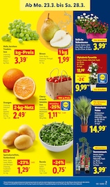 Blumentopf im Lidl Prospekt in Würzburg Aktueller Lidl Prospekt mit Blumentopf, "LIDL LOHNT SICH", Seite 5