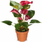 Flamingoblume im Angebot bei Netto Marken-Discount in Homburg Flamingoblume Angebote bei Netto Marken-Discount Homburg für 5,99 €