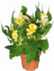 Aktuelle Pflanzen Angebote bei Netto Marken-Discount in Würzburg Aktuelles Celosia Hahnenkamm Angebot bei Netto Marken-Discount in Würzburg ab 2,99 €
