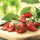 Aktuelles Peperoni 'Vulkano' Angebot bei Dehner Garten-Center in Koblenz ab 3,79 €