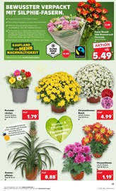 Blumen im Kaufland Prospekt in Lutherstadt Wittenberg Aktueller Kaufland Prospekt mit Blumen, "Aktuelle Angebote", Seite 17