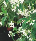Jasmin étoilé - botanic - Botanic Jasmin étoilé - botanic à 14,99 € dans le catalogue Botanic