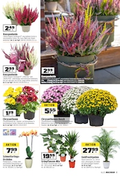 Aktueller OBI Prospekt mit Palme, "BIBERSTARK SPAREN!", Seite 3