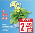 Primeln "Schlüsselprimeln" bei EDEKA im Woltersdorf Prospekt für 2,49 €