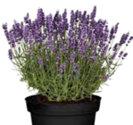 Lavendel im Pflanzen Kölle Prospekt Lavendel von im aktuellen Pflanzen Kölle Prospekt für 7,99 €
