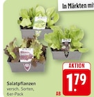 EDEKA Bad Dürkheim - Salatpflanzen Angebot im Prospekt Salatpflanzen bei EDEKA im Bad Dürkheim Prospekt für 1,79 €