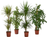 GRANDES PLANTES VERTES - SANS MARQUE - Auchan Hypermarché GRANDES PLANTES VERTES - SANS MARQUE à 19,99 € dans le catalogue Auchan Hypermarché