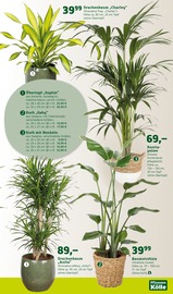 Ähnliches Angebot bei Pflanzen Kölle in Prospekt "Bunte Jahreszeit!" gefunden auf Seite 3