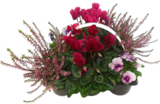 Chrysanthemen Busch Trio im Angebot bei Marktkauf in Nürtingen Chrysanthemen Busch Trio Angebote bei Marktkauf Nürtingen für 5,99 €
