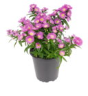 Glatblatt-Aster  im aktuellen Penny Prospekt für 1,69 €