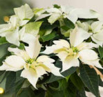 Pflanzen Kölle Hamburg - Weihnachtsstern Angebot im Prospekt Weihnachtsstern bei Pflanzen Kölle im Hamburg Prospekt für 4,99 €